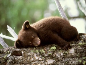 brown-bear-cub-on-the-tree