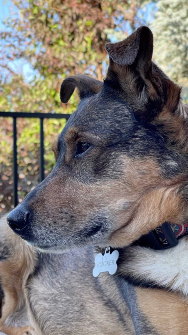 My puppy having himself a lovely afternoon attacking the water from the hose and plying fetch with Daddy.
#dogs #dog #dogsofinstagram #doglife #rescueismyfavoritebreed #rescuedog #fetch #doggo