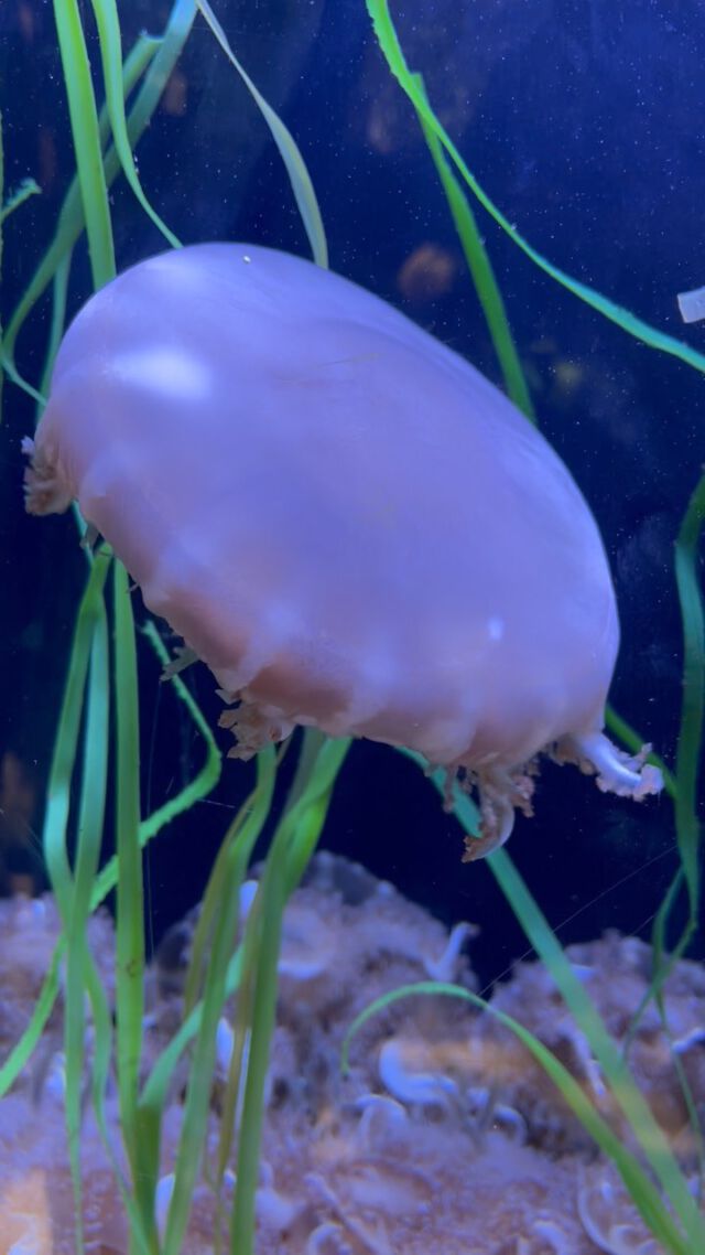 Saying “hey” to the creatures at the @aquariumdenver.
#jellyfish #aquarium #stingrays #rays #sharks #fish #hamilton